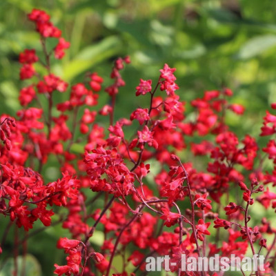 ������� �������-������� "Coral Forest" (����� ������) - ����-��������