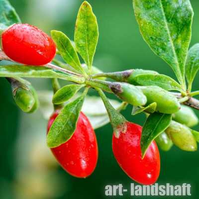 ������ ���������� (�����) "Big Lifeberry" (��� ���������) - ����-��������