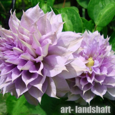 �������� "Belle of Woking" (���� �� ������) - ����-��������