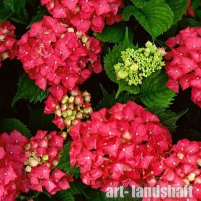 ��������� ������������� "Hot Red" (��� ���) - ����-��������