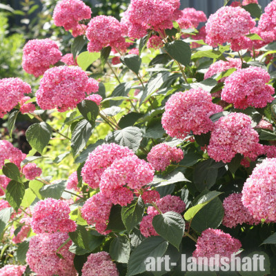 ��������� ����������� "Pink Annabelle" (���� ��������)  - ����-��������