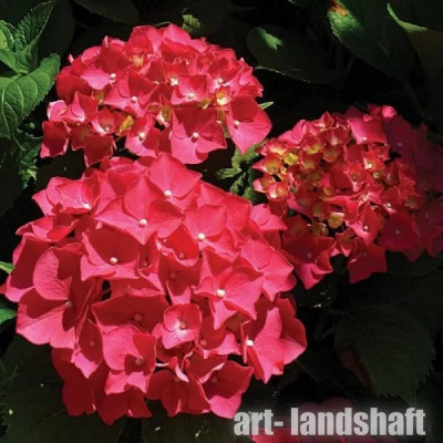 ��������� ������������� "Red Baron" (��� �����) - ����-��������