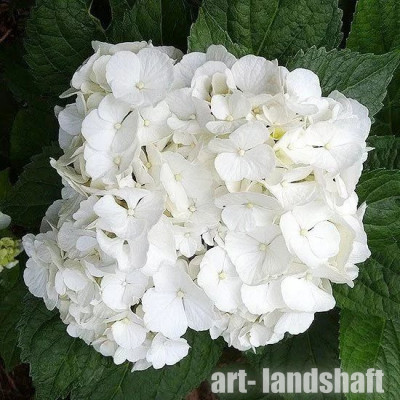 ��������� ������������� "White Delight" (���� ������) - ����-��������