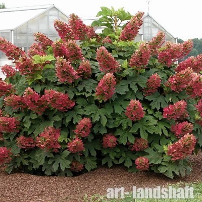 ��������� ����������� "Ruby" (����) - ����-��������