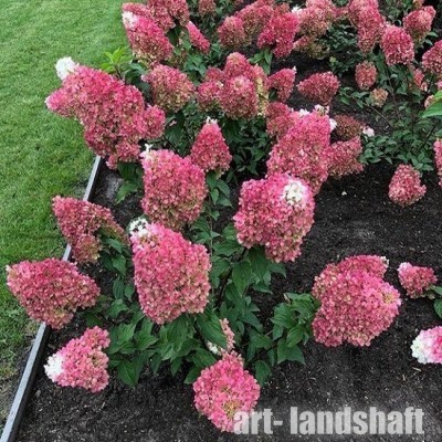 ��������� ����������� "Strawberry Blossom" (���������� �������) - ����-��������