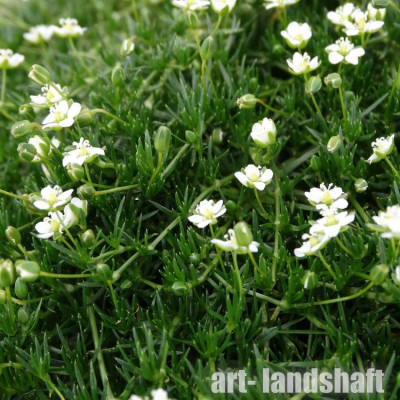 ������ ���������� "Green Moss" (���� ����) - ����-��������
