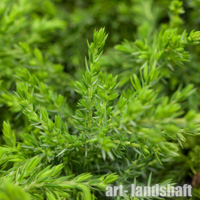 ������������ ������������ Greenmantle ("���������") - ����-��������