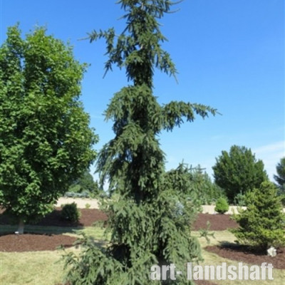 ��� ������������ "Rothenhauss" (���������) - ����-��������