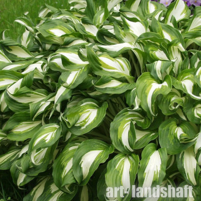 ����� ��������� "Mediovariegata" (��������������) - ����-��������