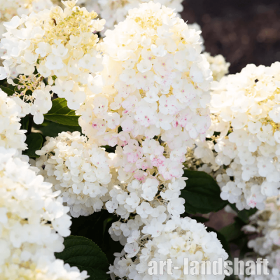 ��������� ����������� Little Blossom ("���� �������") - ����-��������