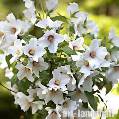 �������� "Belle Etoile" (���� ������) - ����-��������