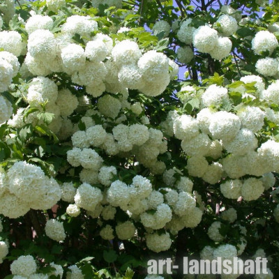 ������ ������������ "Roseum" - ����-��������