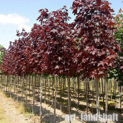 ���� ������������ "Royal Red" (���� ���) - ����-��������