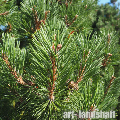 ����� ������ Columnaris ("����������") - ����-��������