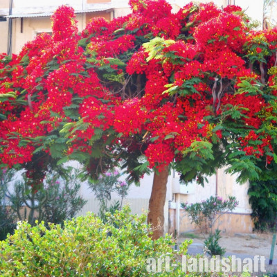 ������ ������� "Oxycedrus" (���������) - ����-��������