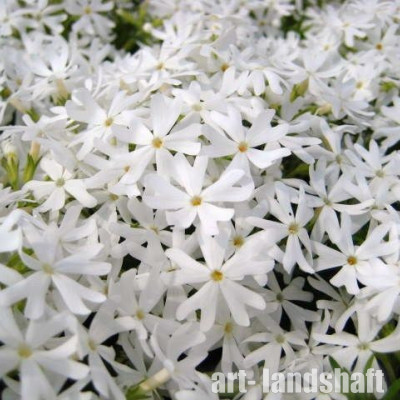 ����� ���������� "Snowflake" (���������) - ����-��������