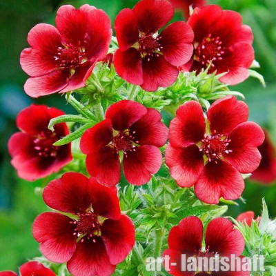 �������� �������-������� "Gibson Scarlett" (������ �������) - ����-��������