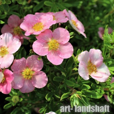 �������� ������������� "Pink Beauty" (���� �����) - ����-��������