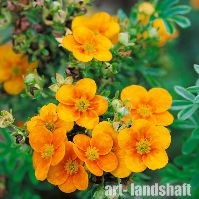 �������� ������������� "Mango Tango" (����� �����) - ����-��������