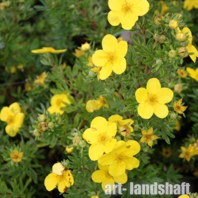 �������� ������������� (���������� ���) - ����-��������