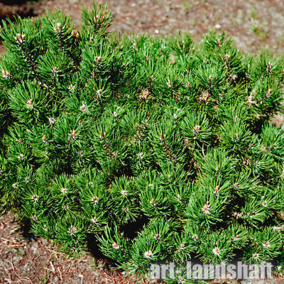 ����� ������ "Laurin" (������) - ����-��������