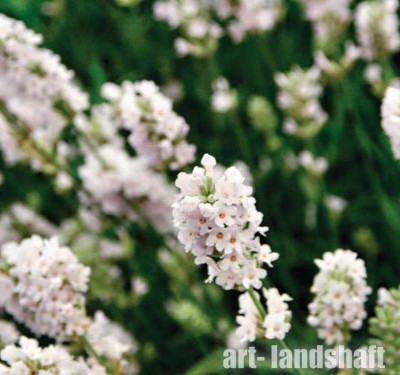 ������� ����������� "Blue Mountain White" (��� �������� ����) - ����-��������