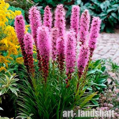������� "Spicata" (�������) - ����-��������
