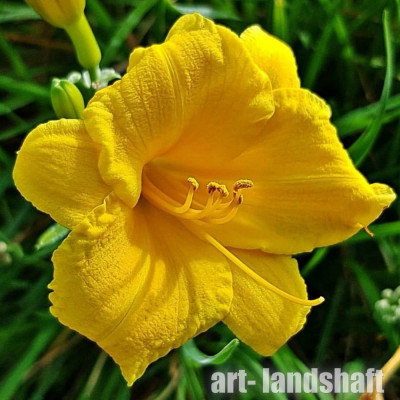 �������� ��������� "Stella D'oro" (������ �� ���) - ����-��������