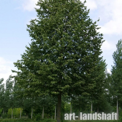 ���� ������������ "Greenspire" (����������) - ����-��������