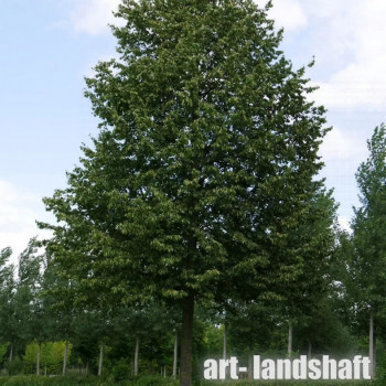 ���� ������������ "Greenspire" (����������) - ����-��������