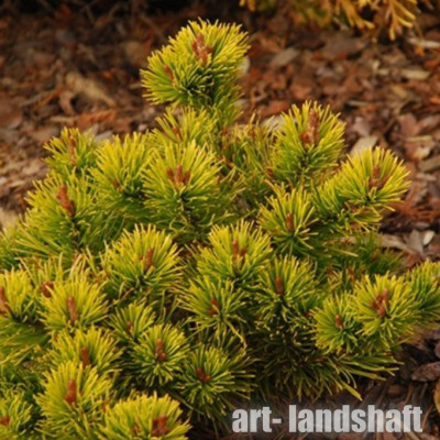 ����� ������ "Little Gold Star" (����� ���� ����) - ����-��������