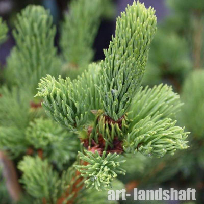 ��� ������������ Lombartsii ("���������") - ����-��������