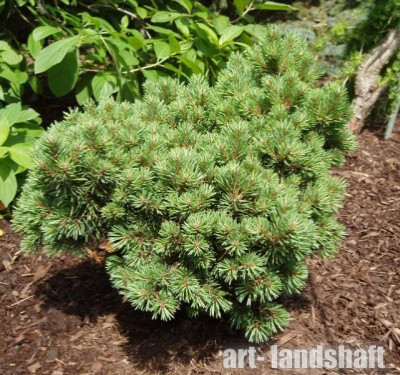����� ������������ "Martham" (������)  - ����-��������