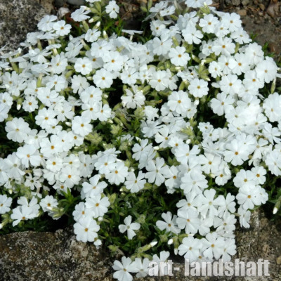 ����� ���������� Maischnee ("�������") - ����-��������