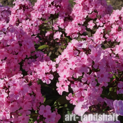 ����� ����������� Sweet Summer Melody ("���� ������ ������") - ����-��������