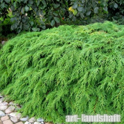 ���������� ����������������� Fuzz Ball ("��� ����") - ����-��������