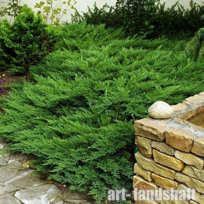 ������������ �������� "Tamariscifolia" (��������������) - ����-��������