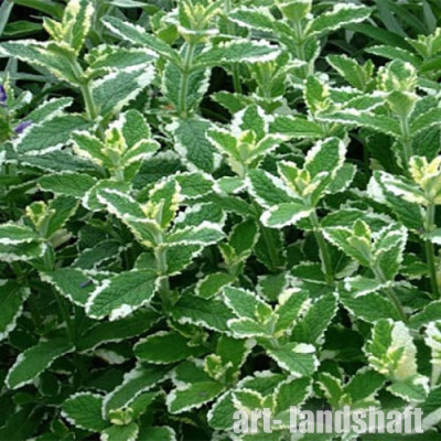 ���� ��������� "Variegata" (���������) - ����-��������