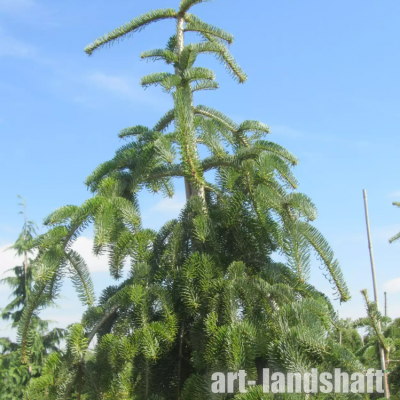 ����� �������� "Pendula" (�������) - ����-��������