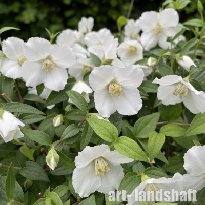 �������� Petite Perfume White ("����� ������ ����") - ����-��������