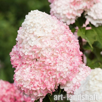 ��������� ����������� "Pink and Rose" (���� ��� ����) - ����-��������