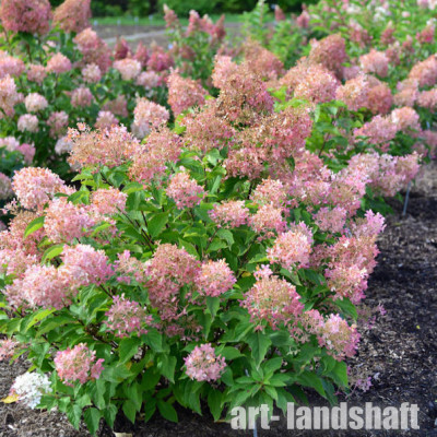 ��������� ����������� "Pink Lady" (���� ����) - ����-��������
