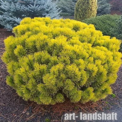 ����� ������ "Wintersonne" ("���������� ") - ����-��������