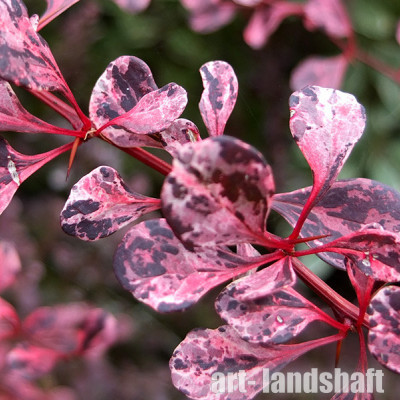 �������� �������� "Pink Queen" (���� ����) - ����-��������