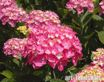 ��������� ������������� "Early Pink" (���� ����) - ����-��������