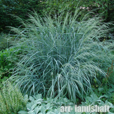 ����� ������� "Dewey Blue" (���� ���) - ����-��������