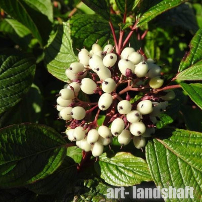 ����� ����� "Siberian Pearls" (�������� �����) - ����-��������