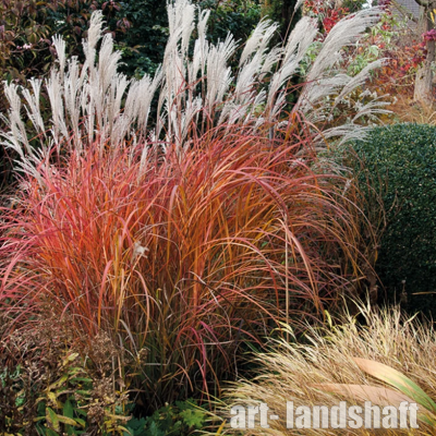 ��������� ��������� "Purpurascens" (������������) - ����-��������