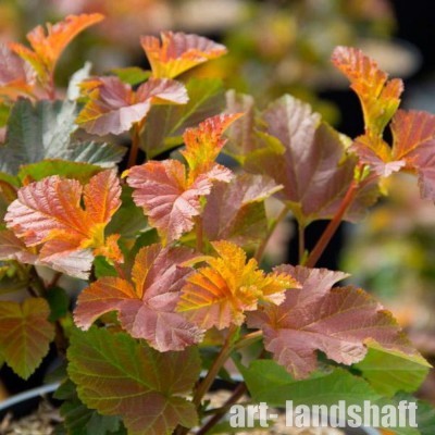 ������������� ������������� "Amber Jubilee" (����� �������) - ����-��������