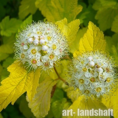 ������������� ������������� "Luteus" (������) - ����-��������